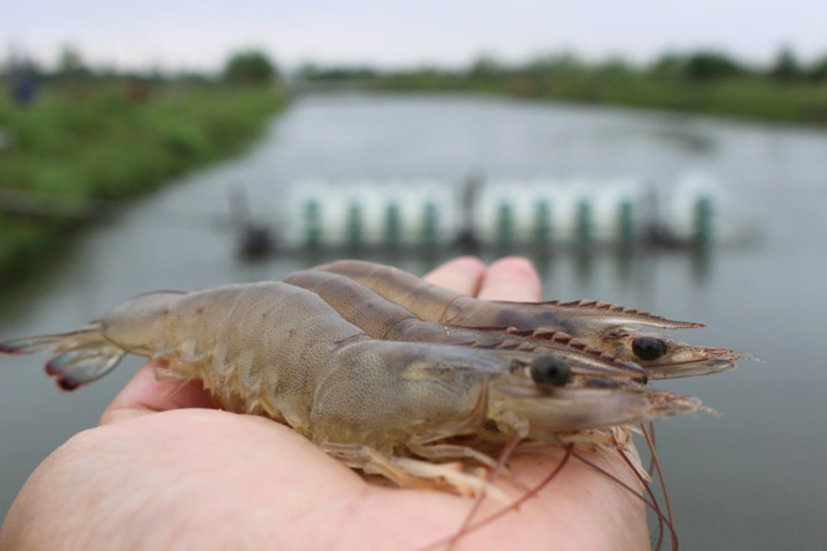 “Xanh hóa vùng nuôi” chủ đề chính xuyên suốt tại VietShrimp 2025