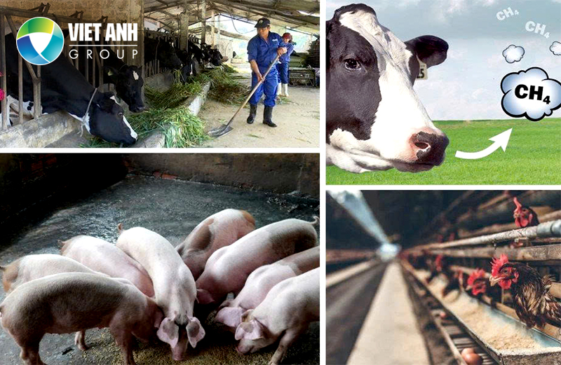 CÔNG NGHỆ XỬ LÝ CHẤT THẢI ƯU VIỆT TRONG CHĂN NUÔI