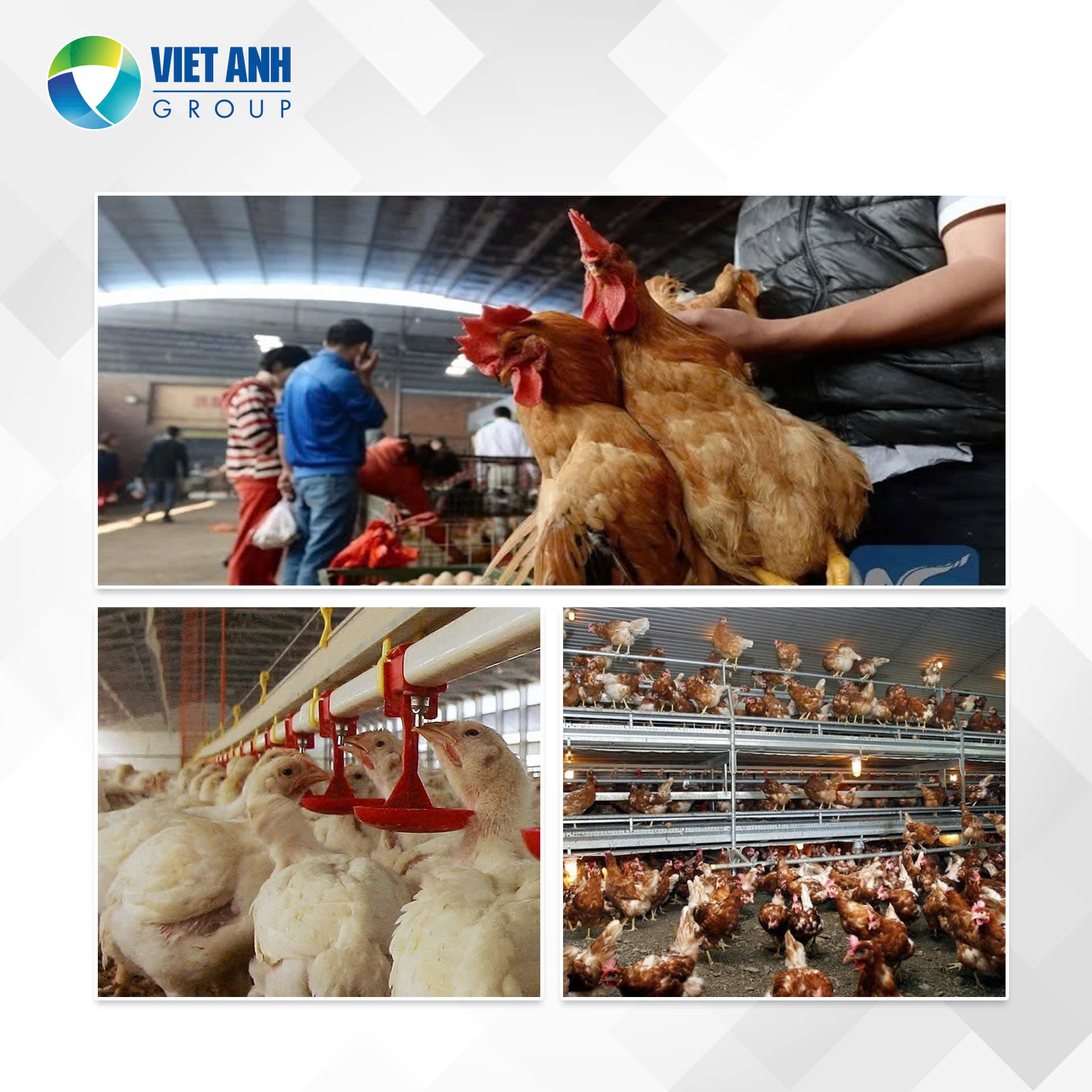 BIỆN PHÁP PHÒNG DỊCH CÚM GIA CẦM ĐỘC LỰC CAO CUỐI NĂM