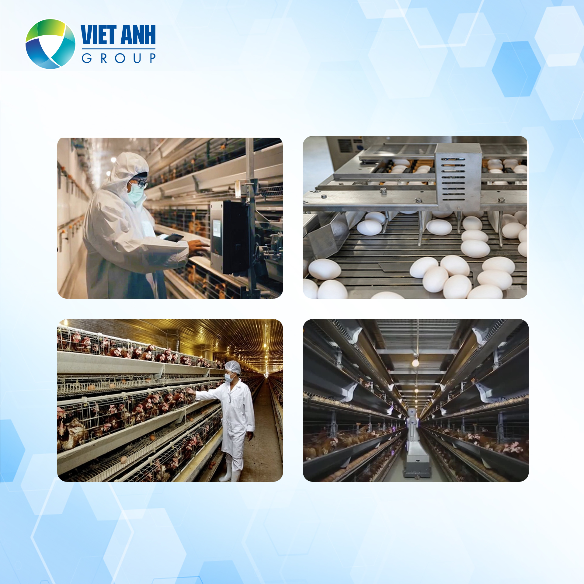 Robot thông minh – Trợ thủ mới trong ngành chăn nuôi trứng hiện đại