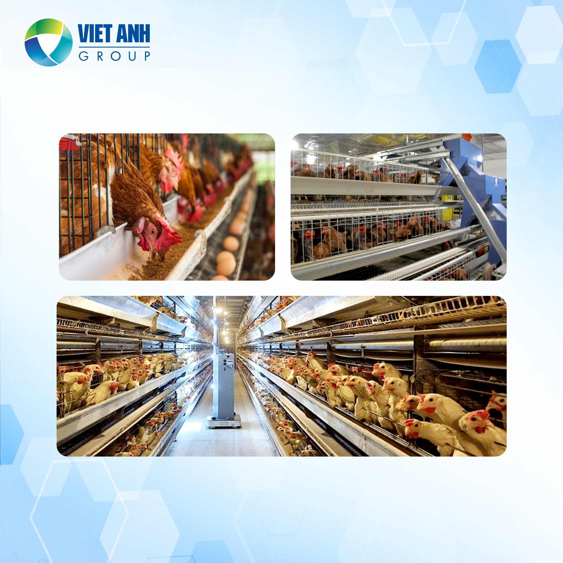 Robot thông minh – Trợ thủ mới trong ngành chăn nuôi trứng hiện đại